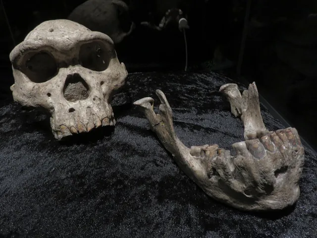 Dmanisi Skull 5, cranium and lower jaw
